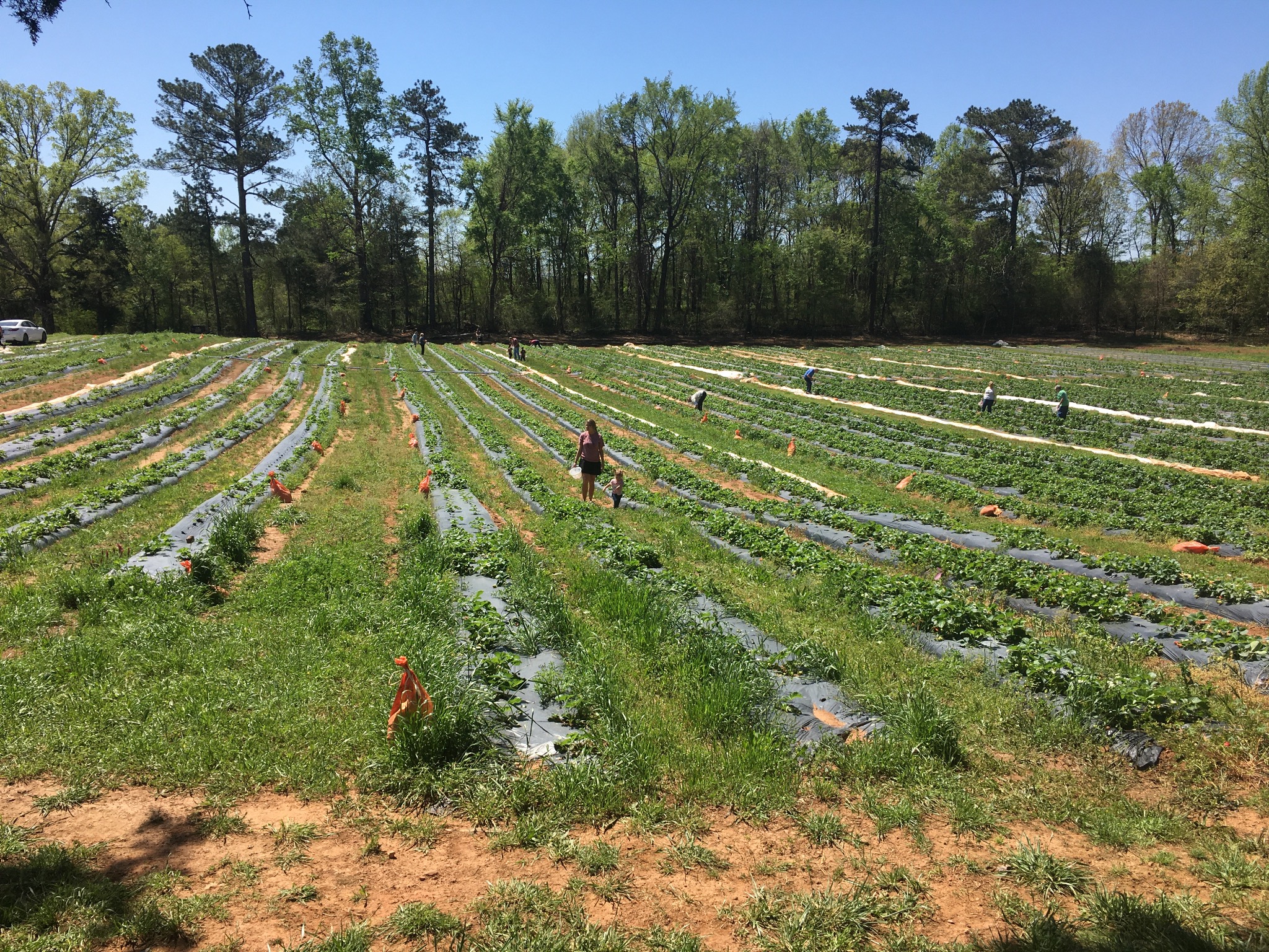 People picking strawberries in long rows